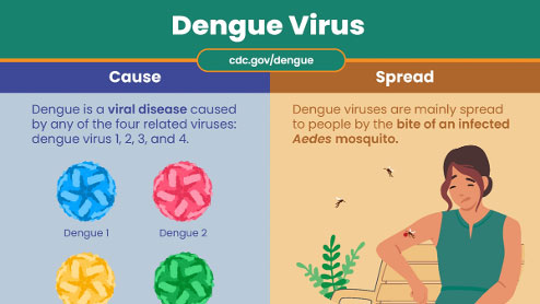Dengue Virus